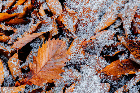 12月冬季的美丽棕色干叶和白冻雪自然季节变化背景图片