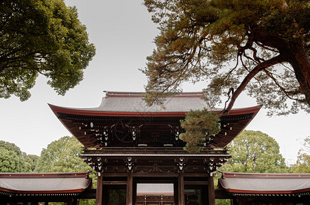 2018年5月日本支吾神庙历史木质主门前方有大松树枝最重要的圣殿和日本首府城市绿地图片