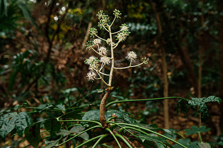 野生异种花金银花或日本楤木在森林中开花结果图片