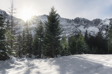 冬季风景包括雪流树日光和覆盖的山峰在arwldAustria图片