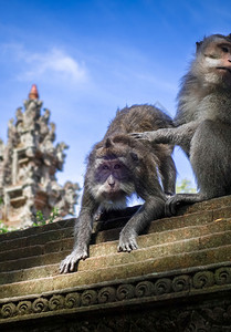 在神圣的猴子森林寺院屋顶上猴子乌布德巴利印地安尼西亚在猴子森林的寺院屋顶上猴子印地安尼西亚图片