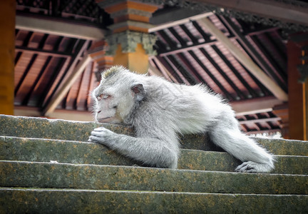 猴子睡在神圣的森林寺院屋顶上乌布德巴利印地安尼西亚猴子睡在森林的寺院屋顶上乌布德印地安尼西亚图片
