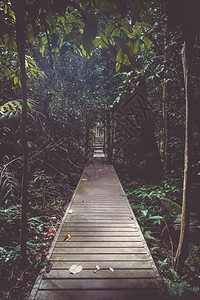 塔曼尼加拉公园马来西亚塔曼尼加拉公园木路图片