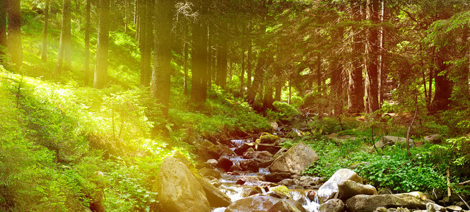 绿色森林中流淌的山河概念是旅行宽阔的相片图片