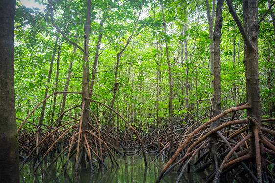 泰河沿岸邦汉加湾的红树林沼泽图片