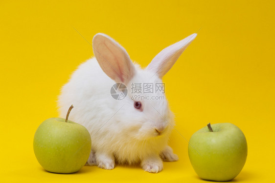 小白兔苹果在黄色背景上图片