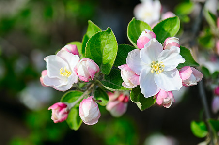 苹果树有美丽的春花在自然背景上图片