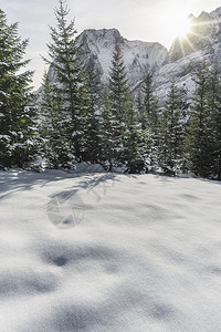austrinlps的冬季景象山峰有雪盖树和覆的自然靠近arwldustri阳光照耀图片