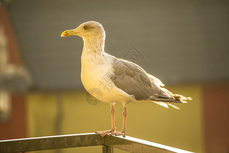 在波兰阳台上的海鸥图片