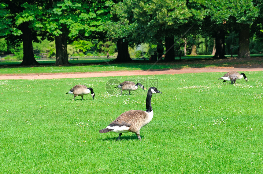 在一座城市公园的绿色草地上灰雁图片