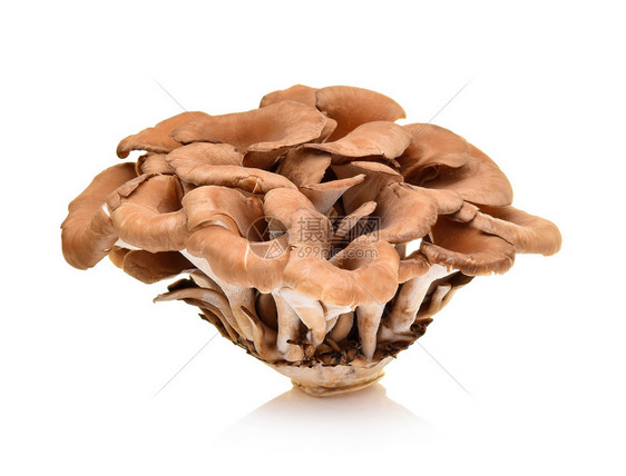 白色背景的maitke蘑菇图片
