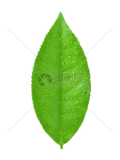 茶叶绿白底深处隔着一滴水图片