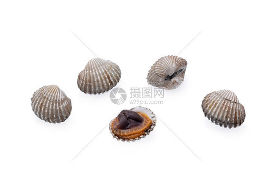 海鲜贝壳图片