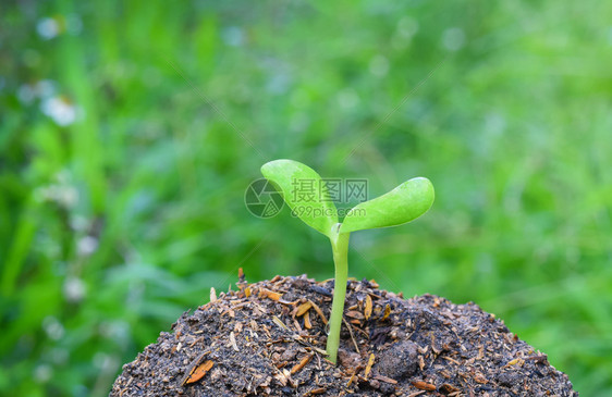 植物从地面发芽图片