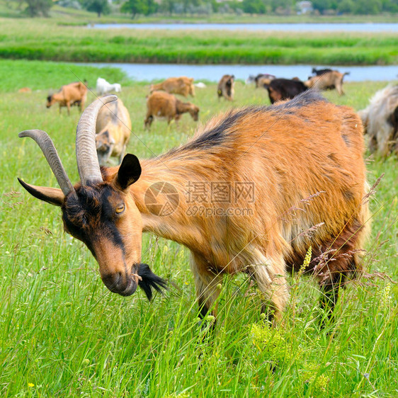 一头家庭山羊在牧场农村地貌和宠物上放牧图片