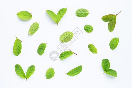 白色背景上的guav叶子顶部视图图片