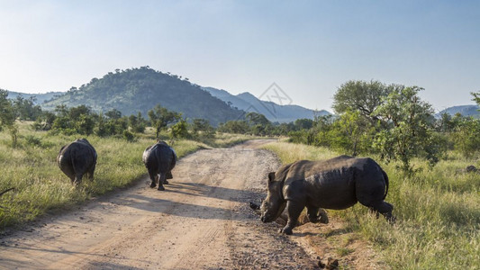 南部非洲Kruge公园风景沙捞野路的南部3个白犀牛南部非洲Kruge公园南部3个白犀牛非洲Kruge公园南部白犀牛图片