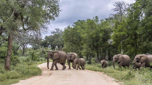 非洲灌树大象小家庭群体穿越非洲南部Kruge公园的fari公路非洲大象的SpeciLoxdntafricn家庭图片