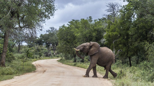 非洲灌木大象横越非洲南部的Kruge公园的fari路非洲大象家族的Speciloxdntafricn家庭图片