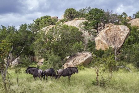 南非洲Kruge公园巨石场景中的蓝野生小群非洲南部Kruge公园中蓝野生小群非洲南部Bovidae的Spticonhaetsur图片