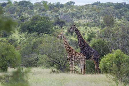 南非洲Kruge公园绿草原景色非洲南部Kruge公园长颈鹿图片