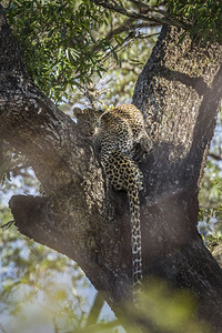 在非洲南部Kruge公园的一棵树上躺下非洲南部Kruge公园的Pepianthrpdus家庭图片