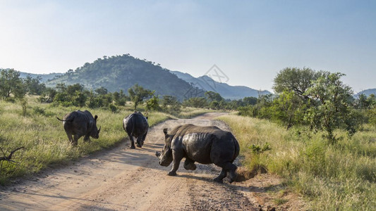 南部非洲Kruge公园风景沙捞野路的南部3个白犀牛南部非洲Kruge公园南部3个白犀牛非洲Kruge公园南部白犀牛图片
