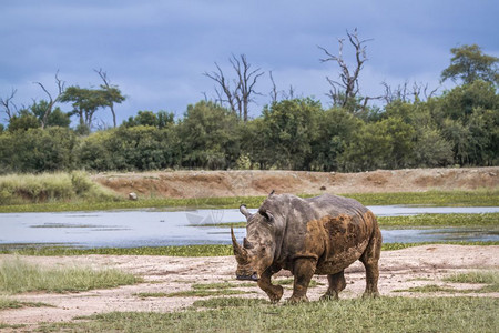 南部白犀牛在斯瓦兹兰的Hlane皇家国公园中行走Swazirlnd的Rhcerotida的Spciratohiumso家庭Swa图片