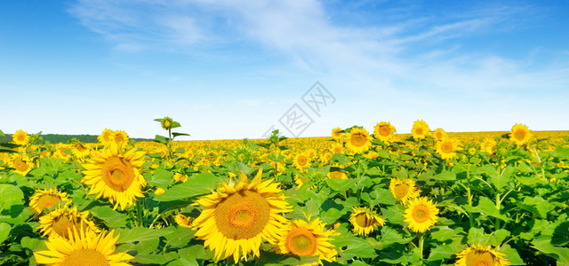 向日葵花对着蓝天和开阔的田野农业景观宽阔的照片图片