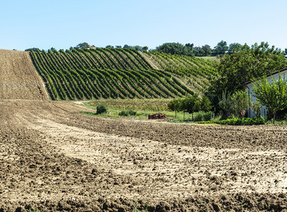 葡萄园排成行耕地土壤意大利葡萄园农场景观图片