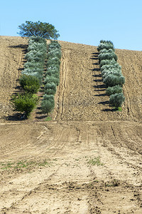 橄榄树和葡萄园橄榄耕地有橄榄树的农田图片