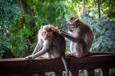 在神圣的猴子森林中乌布德巴利印地安尼西亚猴子森林中的印地安尼西亚图片