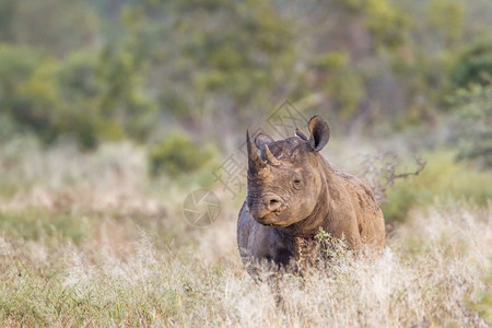 来自非洲南部Kruge公园的黑犀牛族图片