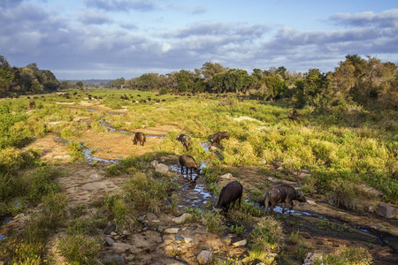 位于非洲南部Kruge公园的非洲水牛图片