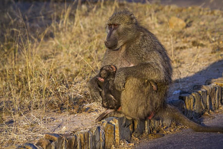 南非克鲁格公园里的南美狒狒鹿科的猫熊科南非克鲁格公园的查克玛狒狒图片