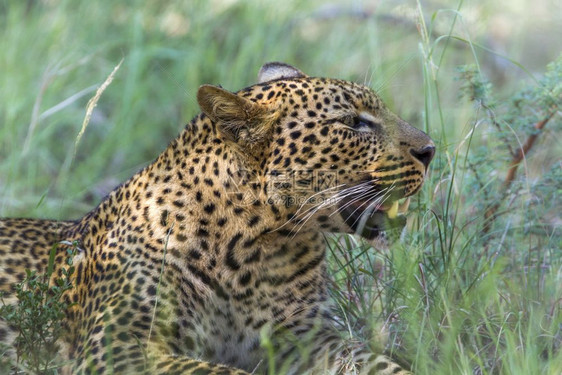 非洲南部Kruge公园的felida豹式族家庭图片