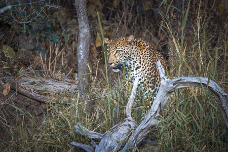 南非洲Kruge公园的豹非洲南部Kruge公园的felidaPlida的SpciPanthrpdus家庭图片