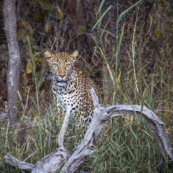 南非洲Kruge公园的豹非洲南部Kruge公园的felidaPlida的SpciPanthrpdus家庭图片