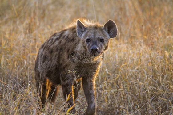 在非洲南部的Kruge公园发现hyaen非洲南部的Kruge公园发现hyaenid家庭发现hyaen图片