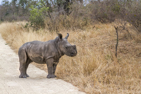 南部非洲Kruge公园南方白犀牛图片