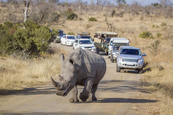 南部非洲Kruge公园白犀牛图片