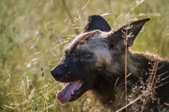 非洲南部的野狗侧脸特写图片