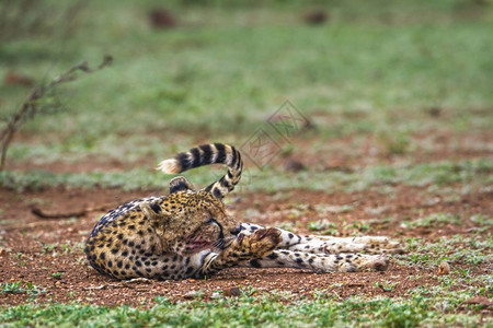 Felida的flida家庭非洲南部Kruge公园猎豹图片