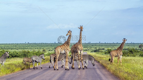 非洲南部Kruge公园的长颈鹿和斑马平原图片