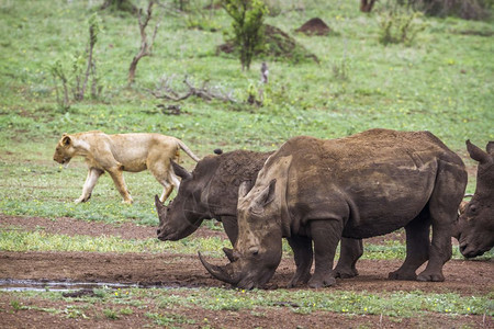 南部非洲kruge公园南部白犀牛和非洲狮子图片