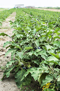 在田里种茄子植园里茄子图片