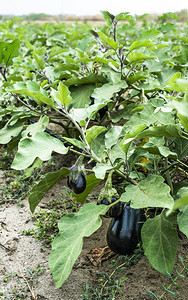 在田里种茄子植园里茄子图片