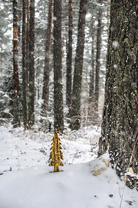 林中雪木制松树fir形和闪亮的油漆森林中下雪金色图片