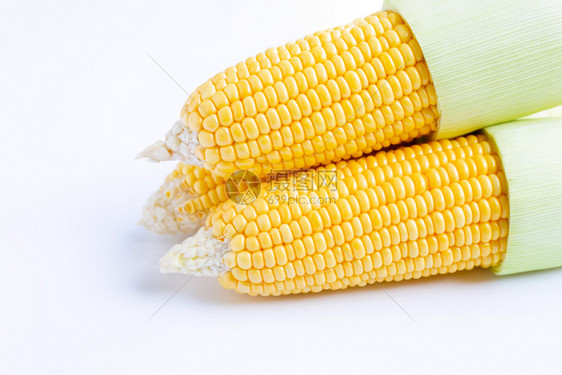 白色背景的新鲜甜玉米图片