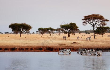 非洲斑马Africantzisfridwercanstru图片
